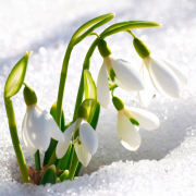 WEB-Like-Snowdrops-You-Will-Shine-piece-image